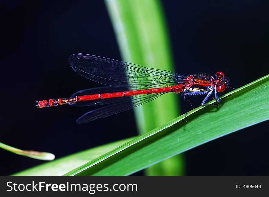 Dragon fly rest on plant in field