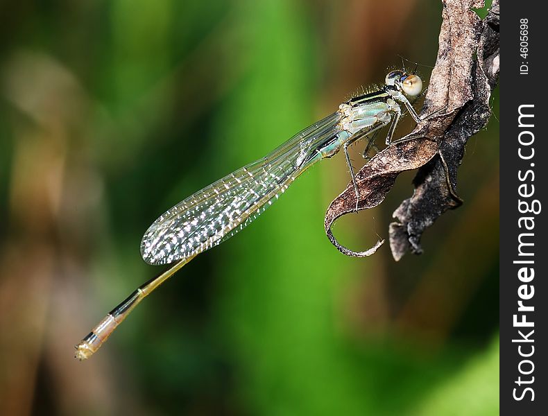 Dragon fly rest on plant in field