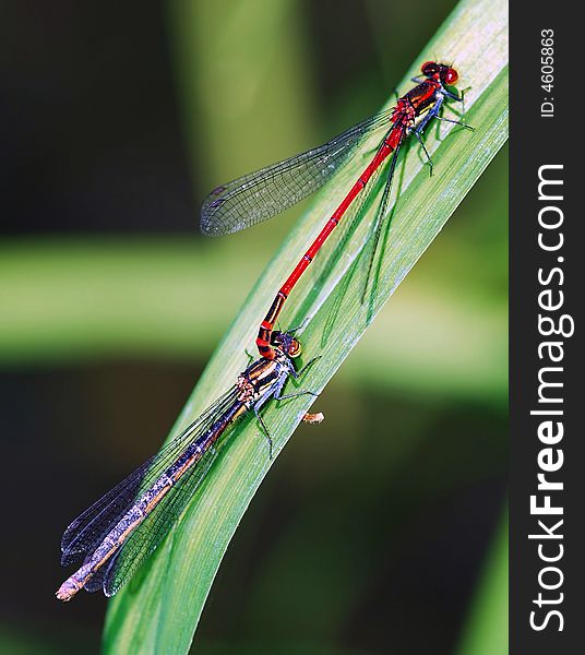 Dragon fly breed on plant in field