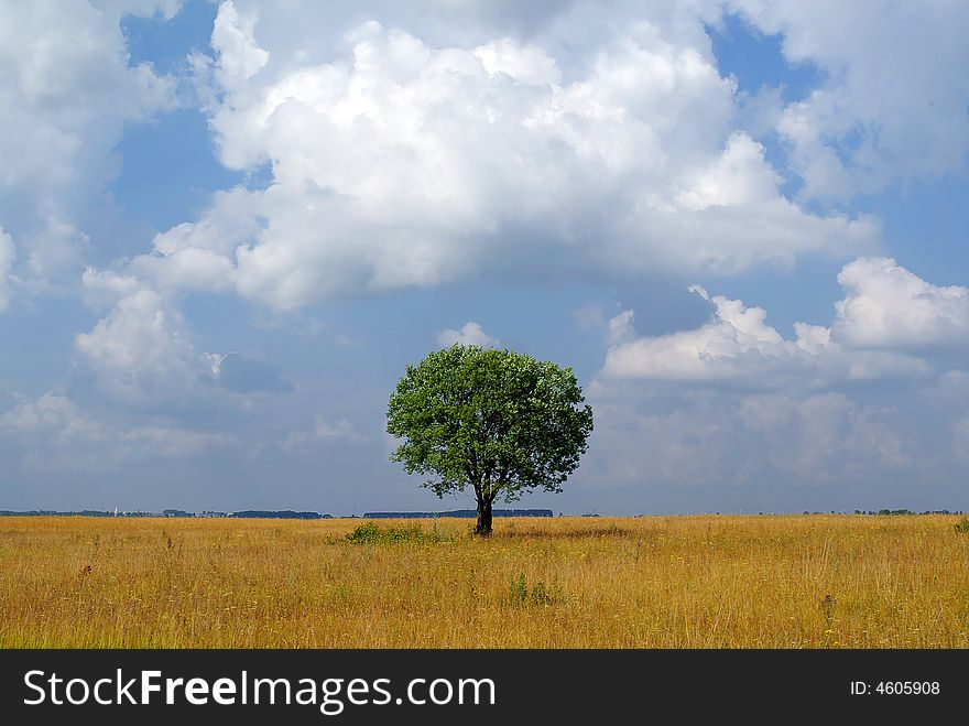 Lonely tree on a field. Lonely tree on a field