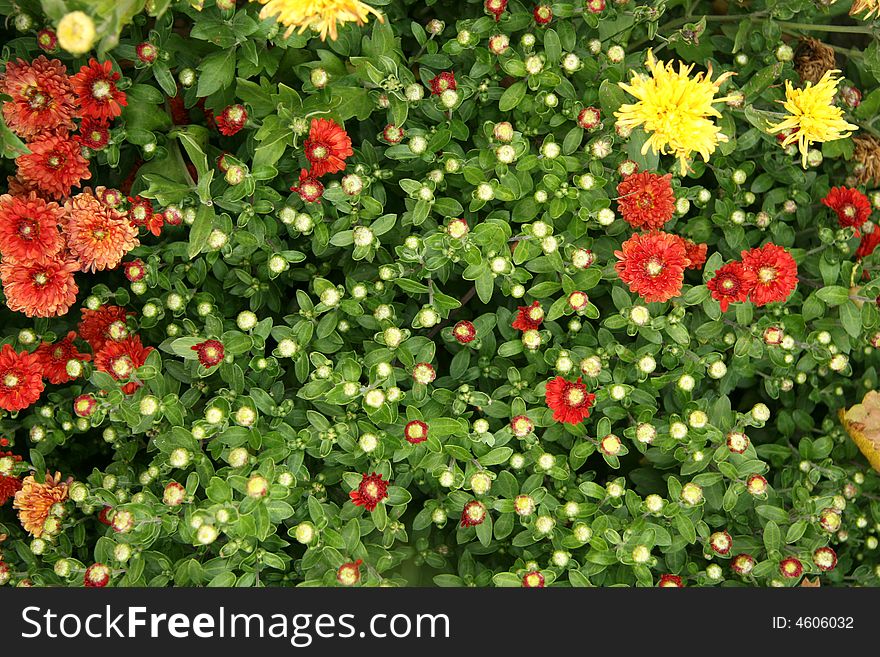 Red flowers and green leaves