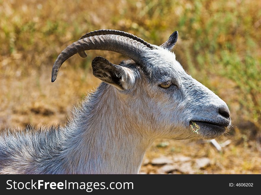 A goat head close up on a meadow