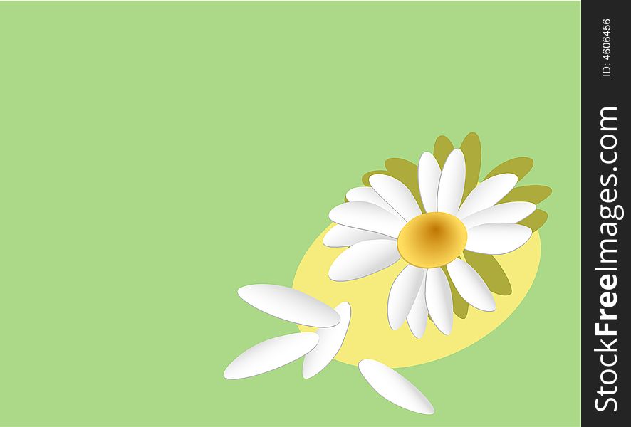 Camomile with petals on a green background