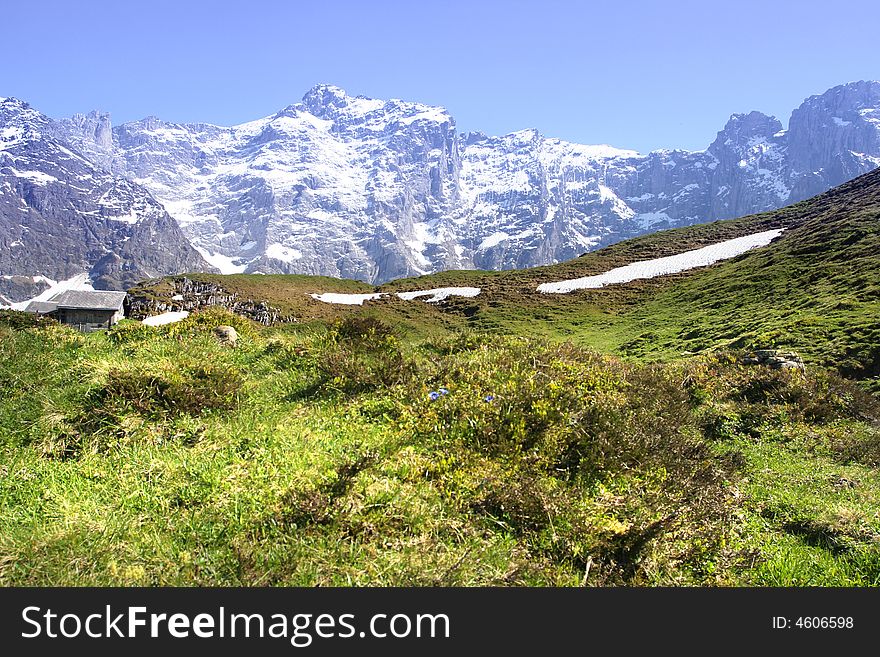 Flowers hills in Alps of Switzerland. Flowers hills in Alps of Switzerland