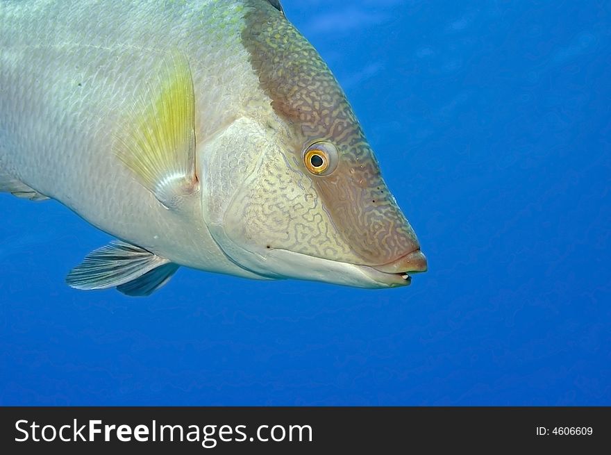 Hogfish With  Blue Copy-space