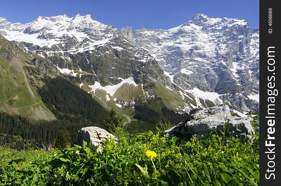 Flowers hills in Alps of Switzerland. Flowers hills in Alps of Switzerland