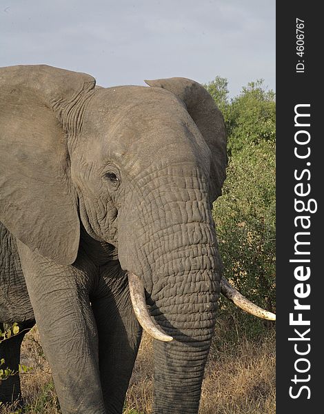 Elephant In The Kruger
