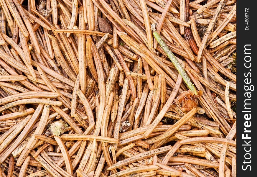 Fallen pine needles on the ground