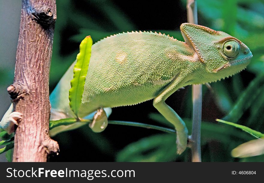 Young chameleon on the branch. Young chameleon on the branch