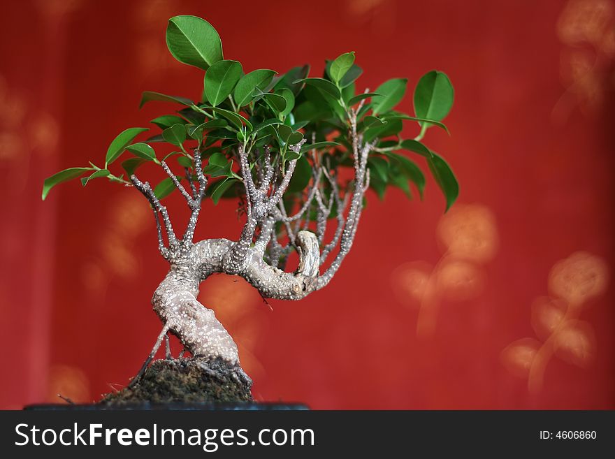 Bonsai tree on the red background