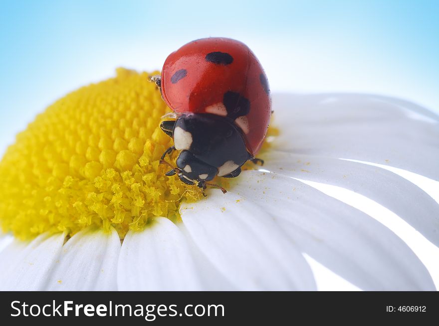 Camomile flower with ladybug