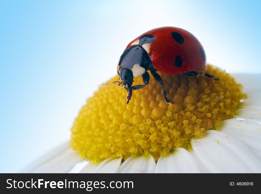 Camomile flower with ladybug