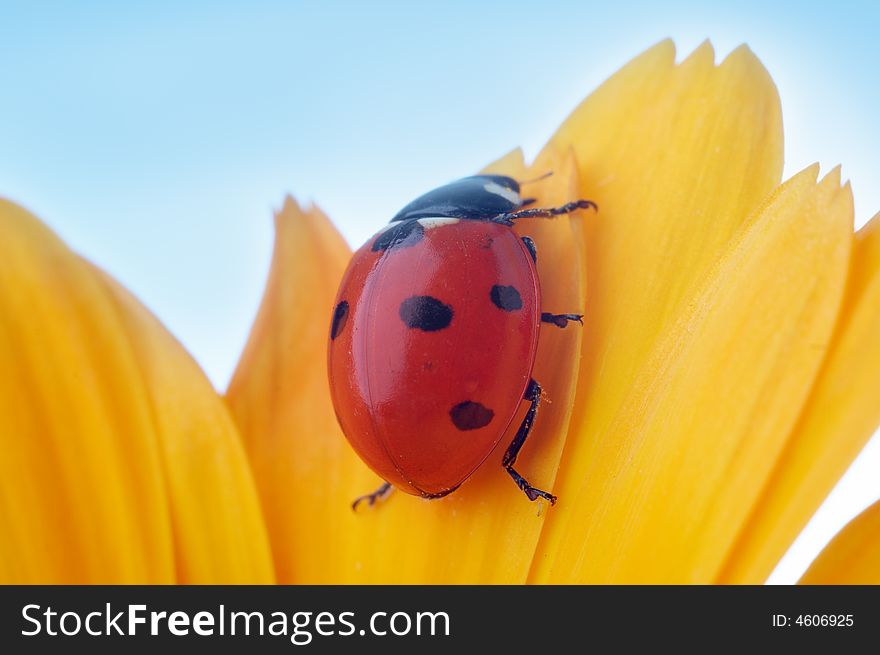 Yellow flower petal with ladybug under blue sky