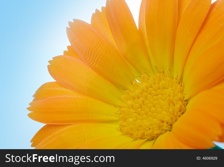 Yellow flower under blue sky