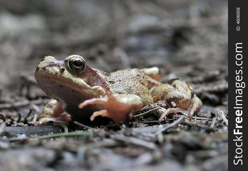 Common frog (Rana temporaria) in the mud