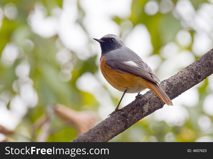 A robin bird in thd garden