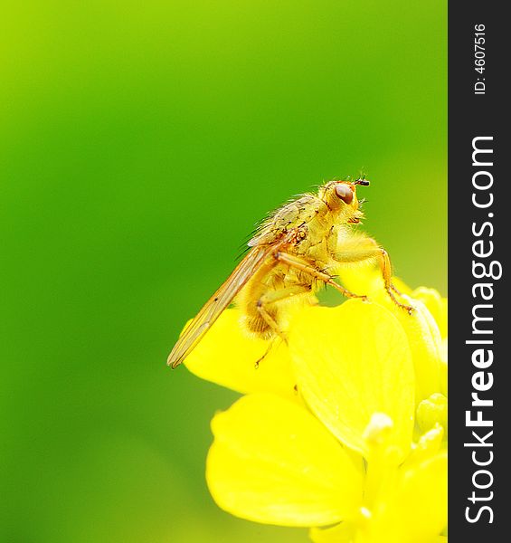 A flies is getting close to the rape flower. A flies is getting close to the rape flower.