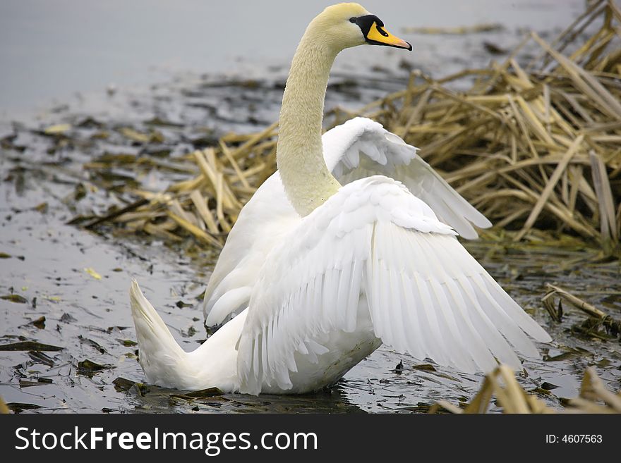 Grand Swan