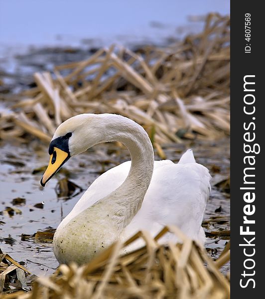Photograph of a  swan, Poland. Photograph of a  swan, Poland