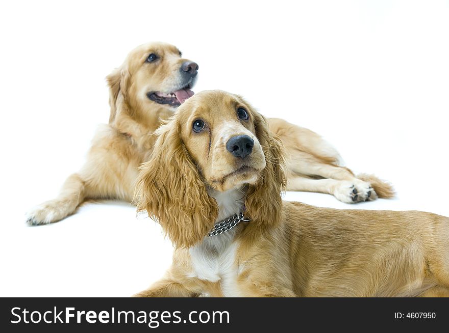 Golden Retriever and Cocker Spaniel Together