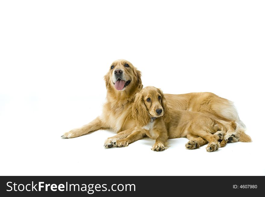 Golden Retriever and Cocker Spaniel Together