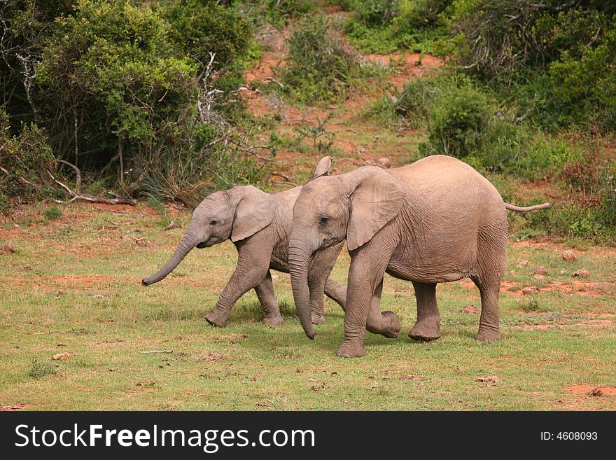 Young elephants walking and talking