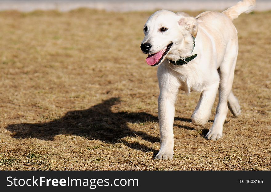 Beautiful white Labrador under the sun