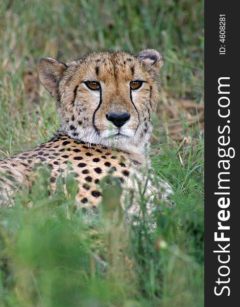A cheetah (acinonyx jubatus) lying down in grassland. A cheetah (acinonyx jubatus) lying down in grassland.