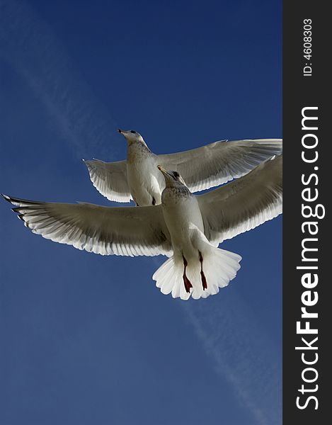 Pair of birds in flight set against clear blue sky and contrail. Pair of birds in flight set against clear blue sky and contrail