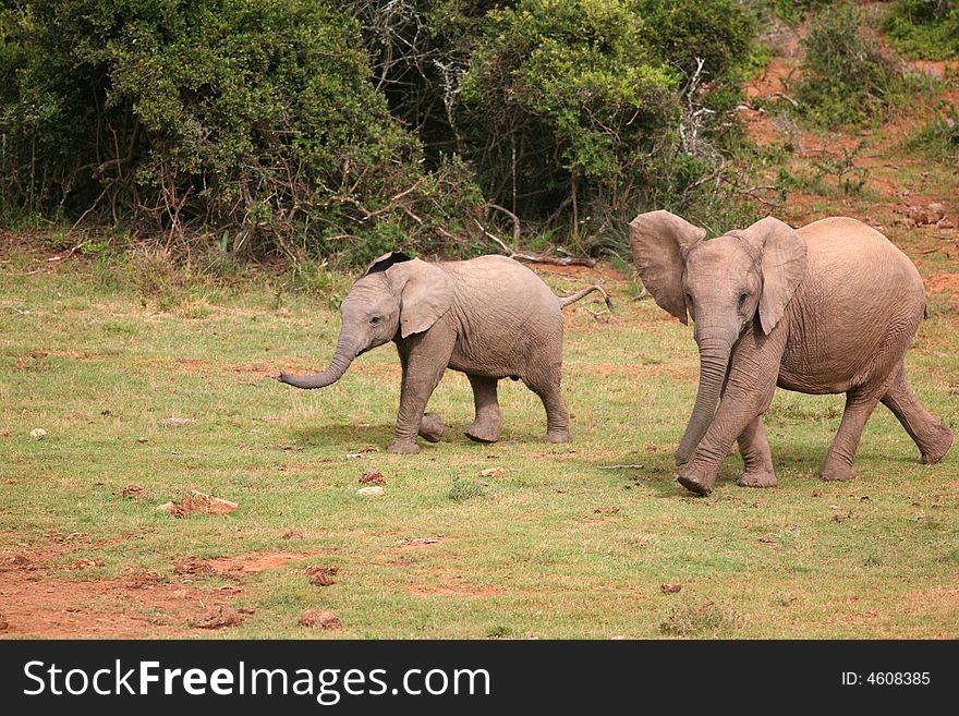 Young elephants walking together in bush