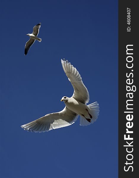 Pair of birds in flight set against clear blue sky. Pair of birds in flight set against clear blue sky