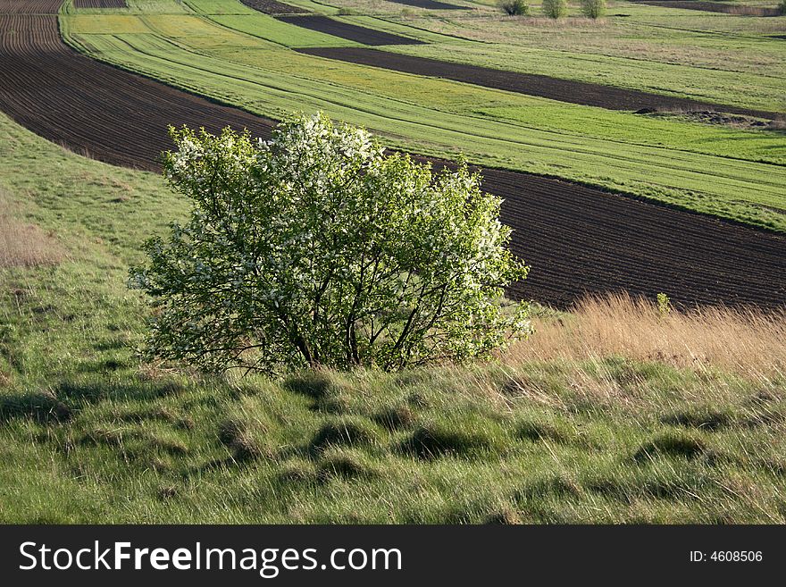 Green bush among fields and meadows, spring. Green bush among fields and meadows, spring