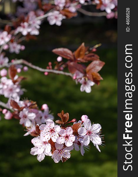 A cherry tree in springtime erupts with blossoms. A cherry tree in springtime erupts with blossoms.