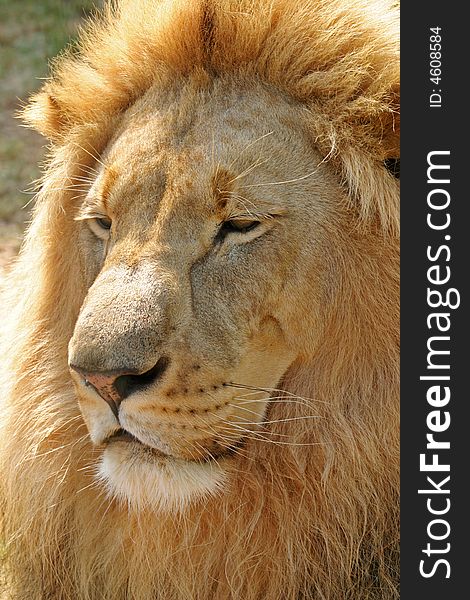 A male lion in repose, backlit by late afternoon sunlight. A male lion in repose, backlit by late afternoon sunlight.