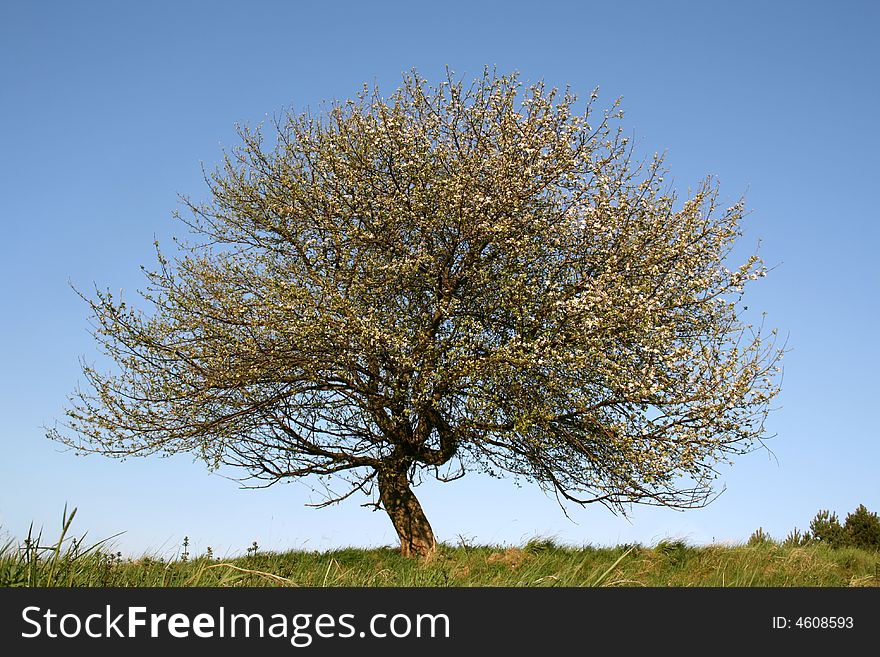 Blooming apple-tree and scenery of spring. Blooming apple-tree and scenery of spring