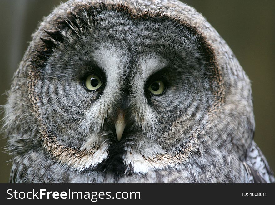 Owl sitting on the branch close up