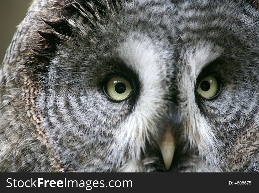 Owl sitting on the branch close up