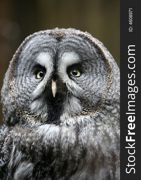 Owl sitting on the branch close up