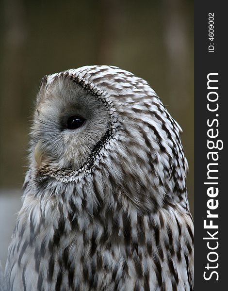 Owl sitting on the branch close up