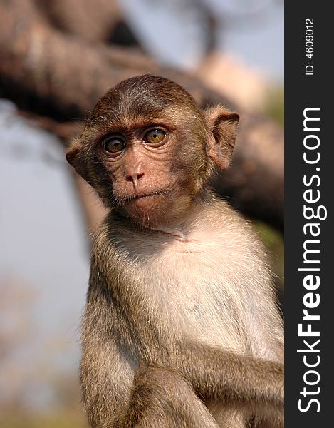 Mammal. Green macaque. Thailand. Kanchanaburi.