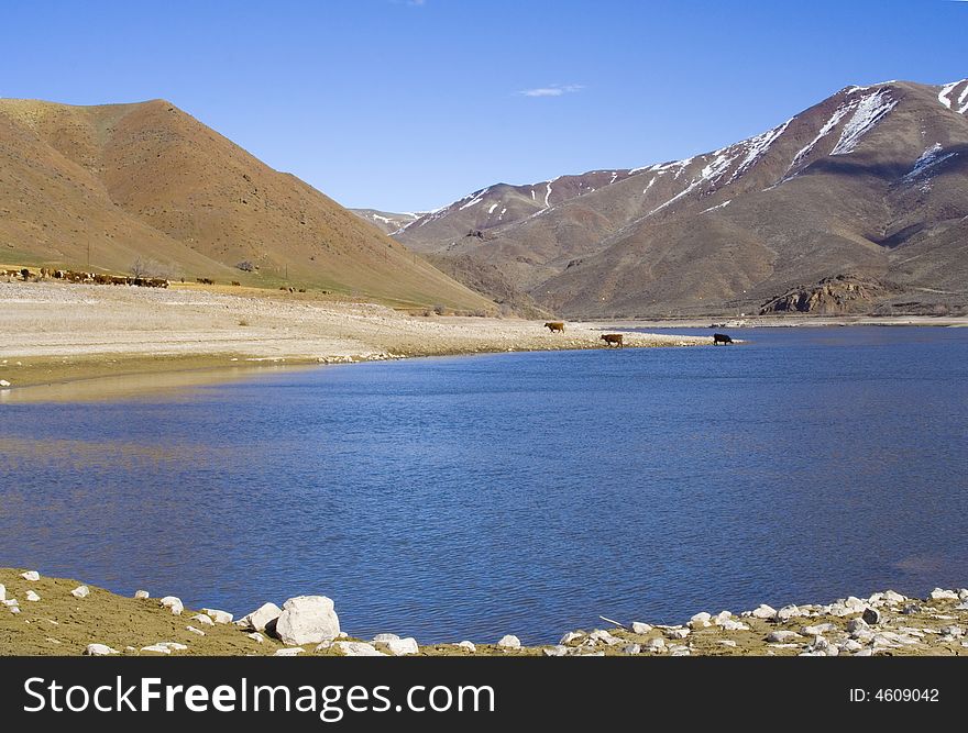 A broad blue river, its banks occupied by cattle sits beneath tall mountains with lingering patches of snow on them. A broad blue river, its banks occupied by cattle sits beneath tall mountains with lingering patches of snow on them.