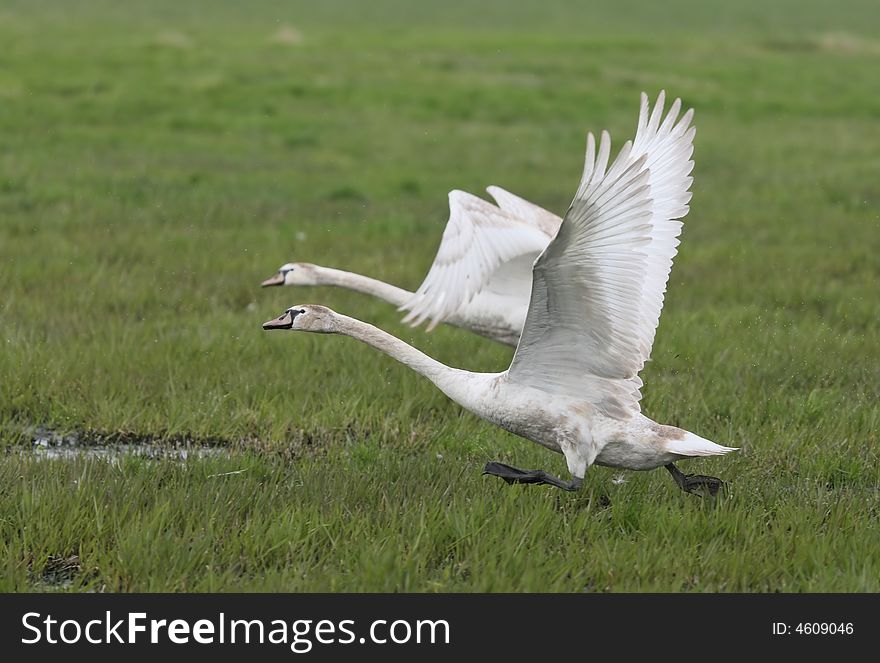 Photograph of the swans, Poland. Photograph of the swans, Poland