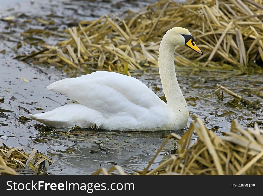 Photograph of the swan, Poland. Photograph of the swan, Poland