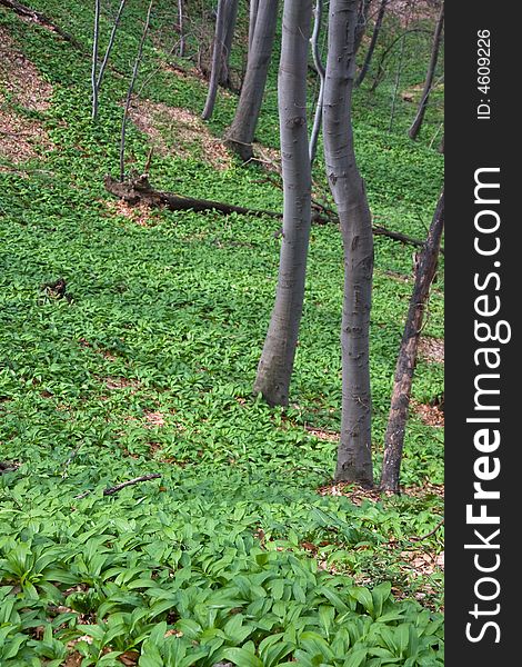 Wild garlic field in the forest close up