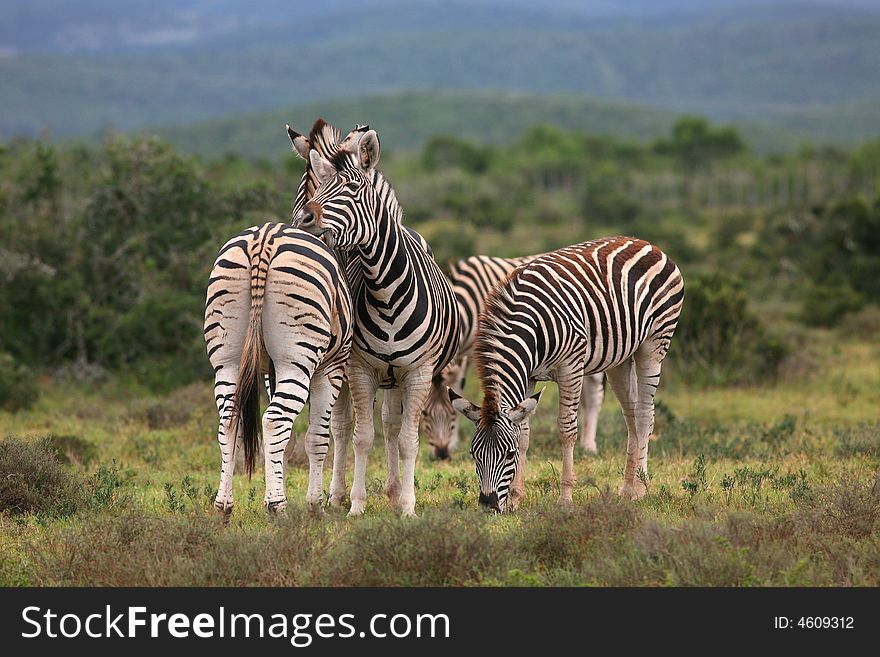 Zebras grooming each other in wild