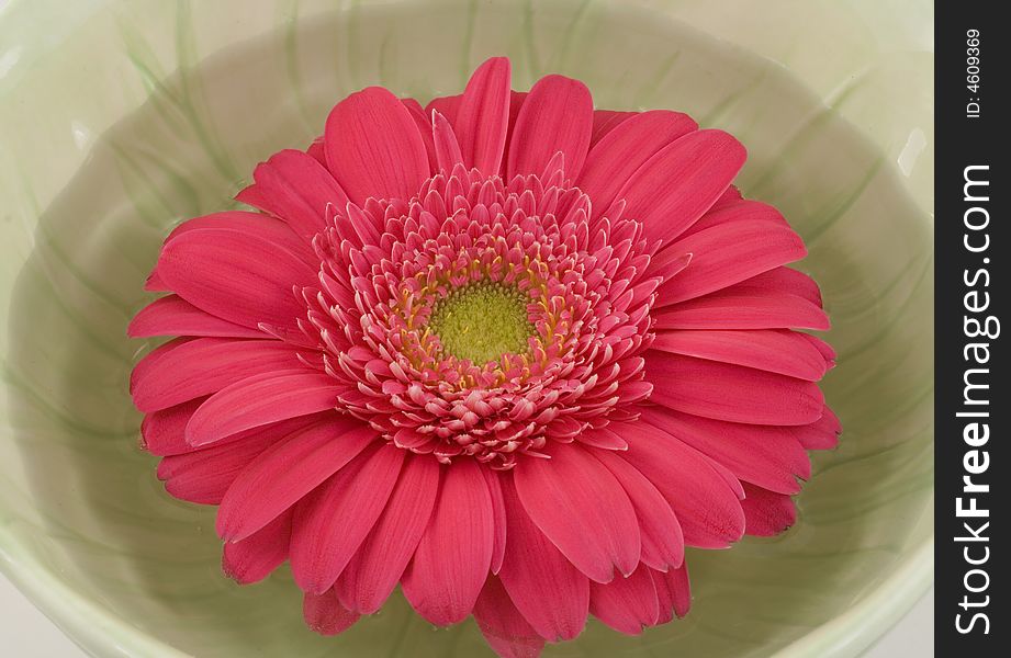 A green bowl holds a floating pink gerbera daisy. A green bowl holds a floating pink gerbera daisy.