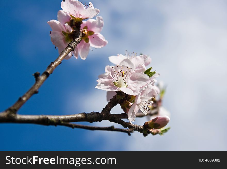 Fruit tree spring blossoms macro under the sky