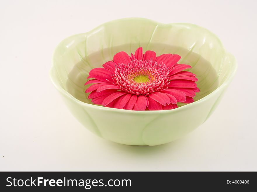 A bright pink gerbera daisy head floats in an elegant green bowl which rests on a white background. A bright pink gerbera daisy head floats in an elegant green bowl which rests on a white background.