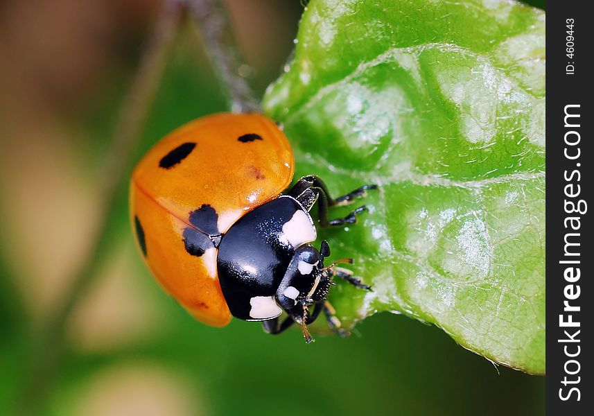 Ladybird on plant in field