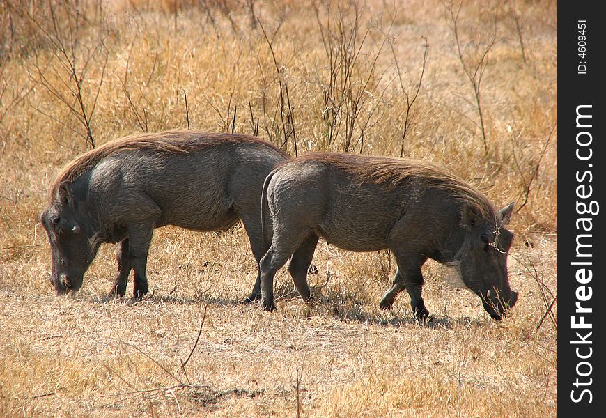 A pair of wart-hogs enjoy a munch on some Ngorongoro grass unafraid of anything sneaking up on them. A pair of wart-hogs enjoy a munch on some Ngorongoro grass unafraid of anything sneaking up on them